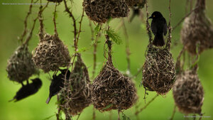 Weaver birds in Queen Elizabeth National Park, Uganda