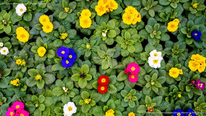 Stängellose Schlüsselblumen, Weener, Niedersachsen