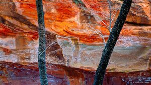 West Fork of Oak Creek Canyon in Arizona
