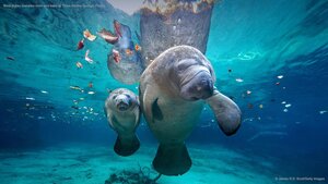 West Indian manatee mom and baby at Three Sisters Springs, Florida