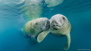 West Indian manatees in Three Sisters Springs, Crystal River National Wildlife Refuge, Florida