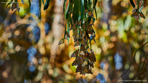 Monarch butterflies, Goleta, California