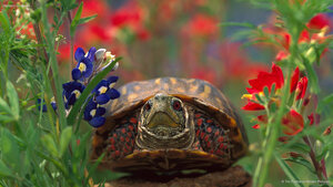 Western box turtle