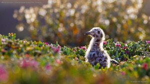 Western gull chick in Channel Islands National Park, California