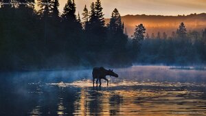 Western moose in Isle Royale National Park, Michigan