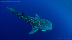 A whale shark in Cenderawasih Bay, West Papua, Indonesia