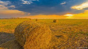 Wheat field in Ukraine