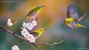 Silvereyes with cherry blossoms, South Korea