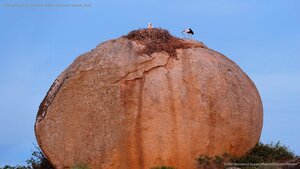 White storks at Los Barruecos Natural Monument, Cáceres, Spain