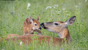 White-tailed deer doe and newborn fawn, Montana