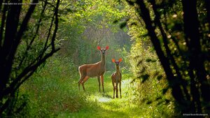 White-tailed doe and fawn in Wisconsin