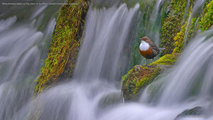 White-throated dipper at Tufa Dam, on the River Lathkill in Derbyshire, England