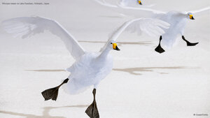 Whooper swans on Lake Kussharo, Hokkaido, Japan