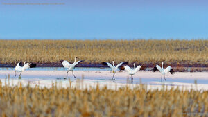 Whooping cranes taking off during spring migration in South Dakota