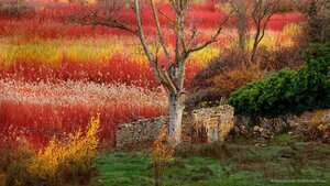Wicker fields in the province of Cuenca, Spain