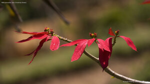 Wild poinsettia (aka Christmas flower)