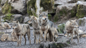 Loup gris