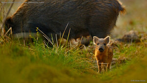 Wild boar and piglet in the Forest of Dean, Gloucestershire, England