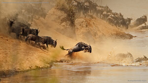 Wildebeest herd crossing the Mara River between Kenya and Tanzania