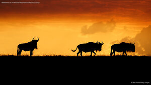 Wildebeests in the Maasai Mara National Reserve, Kenya