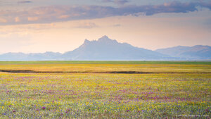 Wildflower bloom, Central Valley, California