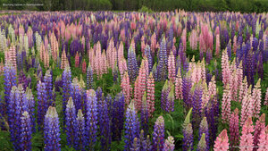 Blooming lupines in Newfoundland