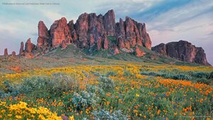 Wildflowers in bloom at Lost Dutchman State Park in Arizona