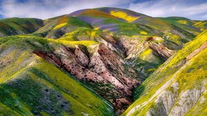 Wildflowers in the Carrizo Plain National Monument, California