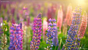Wild lupines in bloom