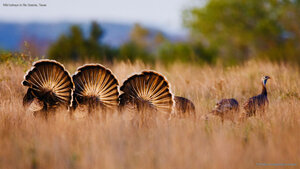 Wild turkeys in Rio Grande, Texas