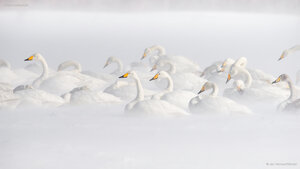 屈斜路湖のオオハクチョウ, 北海道