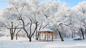 美丽的雾凇景色，大庆市，黑龙江省，中国