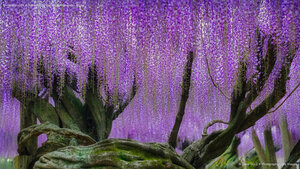 Wisteria blooms at Kawachi Fuji Garden in Kitakyushu, Japan