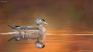 Wood duck hen