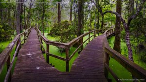 Wooden walkway in the Whooping Crane Pond Conservancy on Hilton Head Island, South Carolina