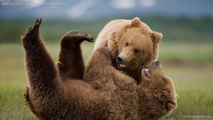 Grizzly bears wrestling, Katmai National Park and Preserve, Alaska
