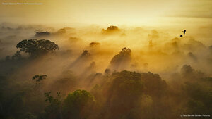 Yasuní National Park in Amazonian Ecuador