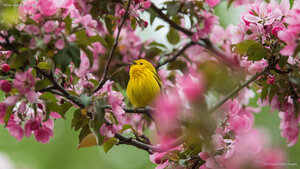 Yellow warbler in Canada