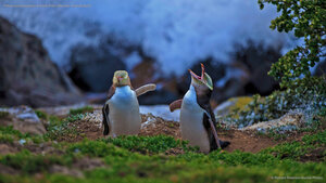 Yellow-eyed penguins at Katiki Point, Moeraki, New Zealand