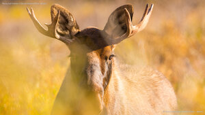 Young bull moose in Denali National Park, Alaska