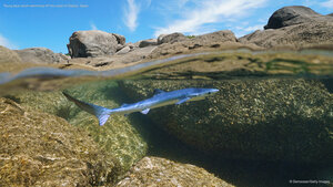 Young blue shark swimming off the coast of Galicia, Spain