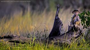 Young chacma baboon in Moremi Game Reserve, Okavango Delta, Botswana
