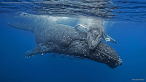 Young humpback whale giving its mother a hug off the coast of the Tongan archipelago