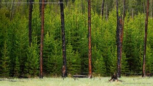Young trees grow amid trees burned in the 1988 fire in Yellowstone National Park, Wyoming