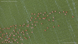 Caribbean flamingos, Yucatán Peninsula, Mexico