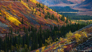 Autumn in the Ogilvie Mountains, Yukon,Canada