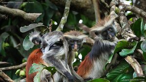 Zanzibar red colobus monkeys in Zanzibar, Tanzania