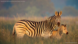 Burchell's zebra mother and foal, Rietvlei Nature Reserve, South Africa