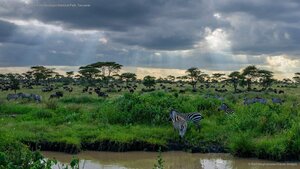Zebras and wildebeests in the Serengeti National Park, Tanzania