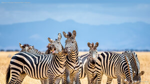 Zebras in Tarangire National Park, Tanzania